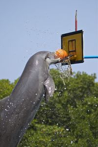 Dolphin playing basketball against clear sky during sunny day