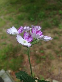 Close-up of pink flowers blooming outdoors