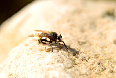 Close-up of fly on rock