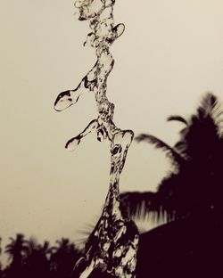 Close-up of tree against clear sky