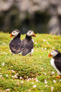 Puffin in