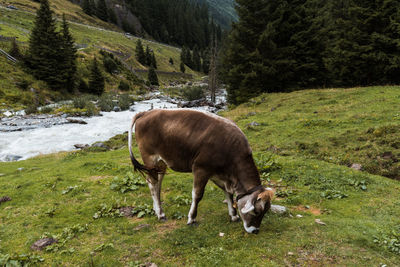 Cow grazing on grass