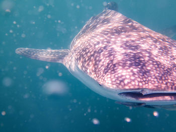 Close-up of fish swimming in sea