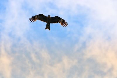 Low angle view of eagle flying in sky