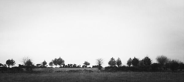 Scenic view of grassy field against clear sky