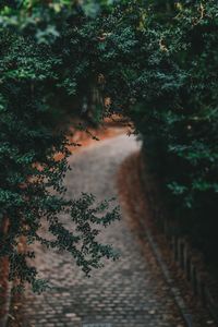 High angle view of footpath amidst trees in forest