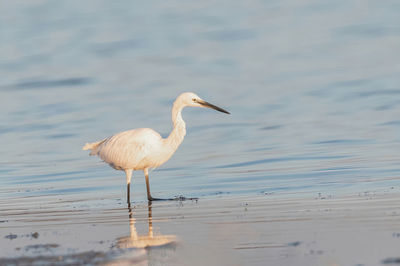 Close-up of bird