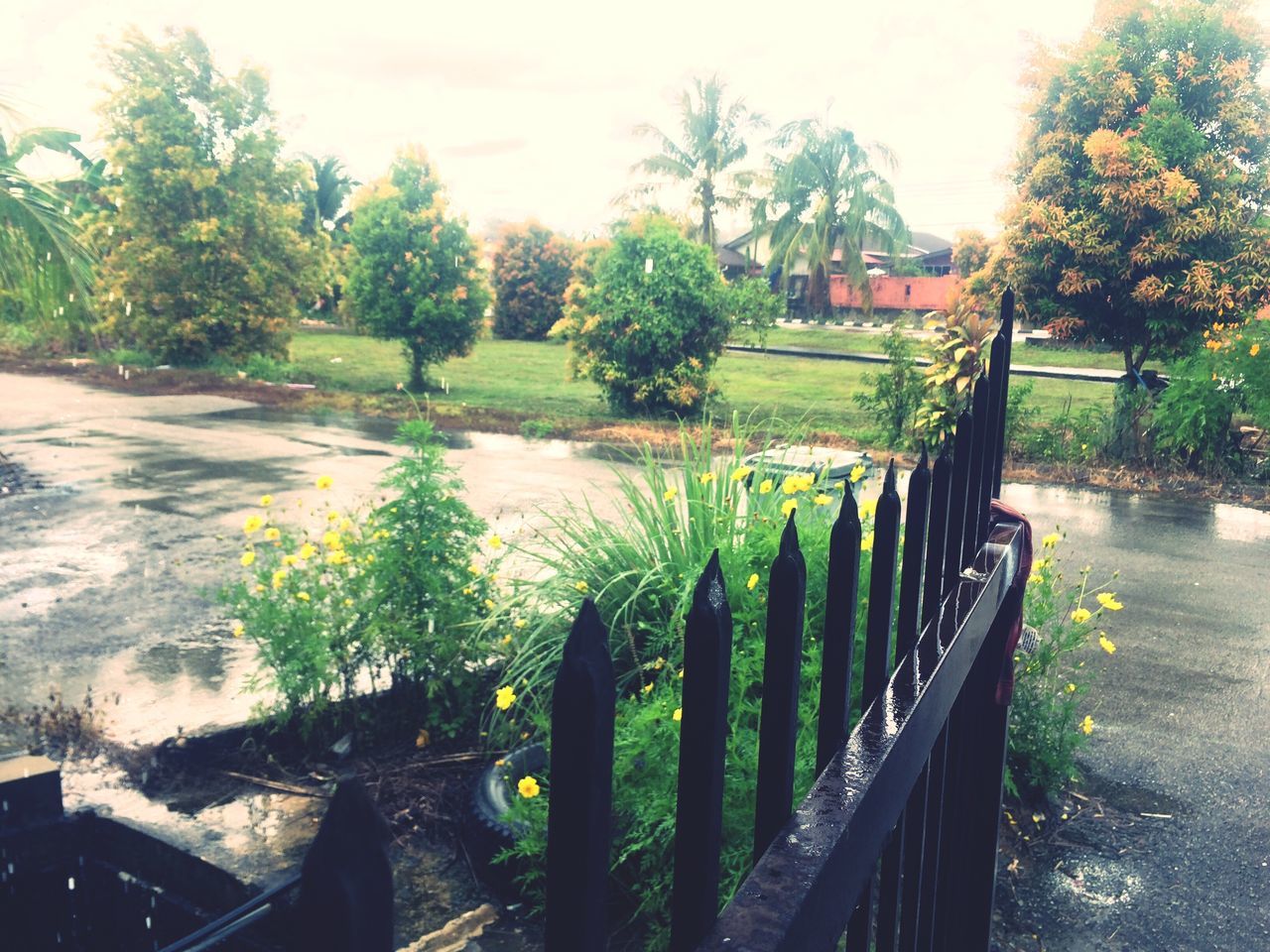 tree, fence, water, nature, growth, day, outdoors, tranquility, no people, green color, beauty in nature, sky, tranquil scene, grass, palm tree