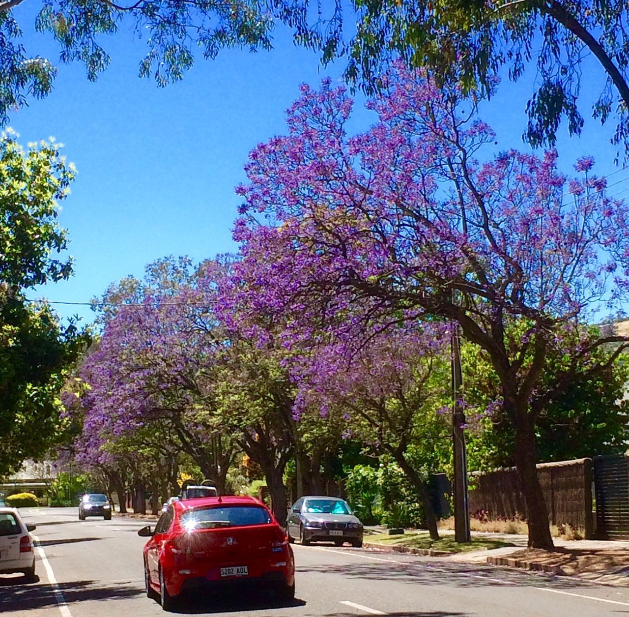 CAR ON TREE