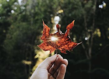 Person holding maple leaves during autumn