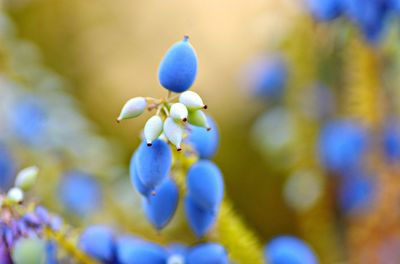 Close-up of blue flowers