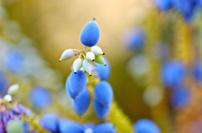 Close-up of blue flowers