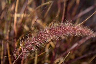 Close-up of plant