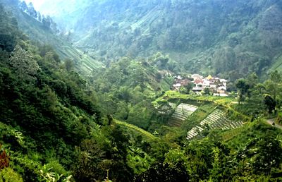 High angle view of trees and buildings