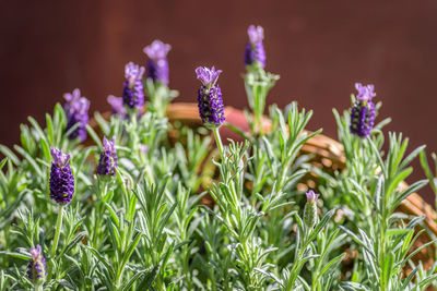 Close-up of lavender flowers blooming outdoors