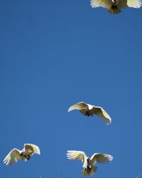 Low angle view of birds flying against clear blue sky