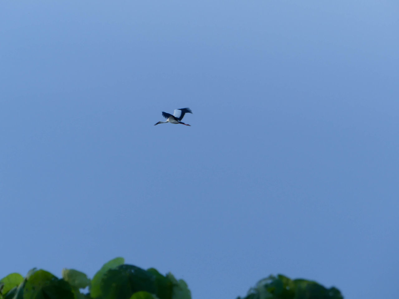 flying, sky, air vehicle, low angle view, nature, blue, mid-air, clear sky, airplane, mode of transportation, transportation, no people, bird, plant, tree, motion, day, outdoors, animal wildlife, animal themes, animal, travel, copy space, one animal, on the move, wildlife, vehicle