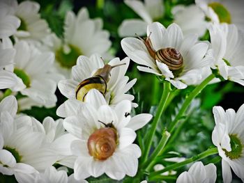 Close-up of white flowering plants