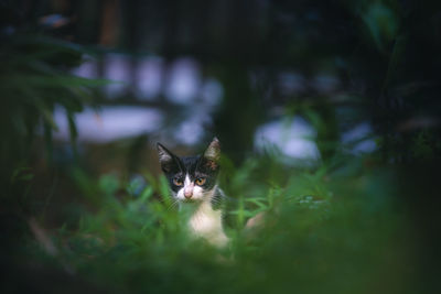 Portrait of cat on plant