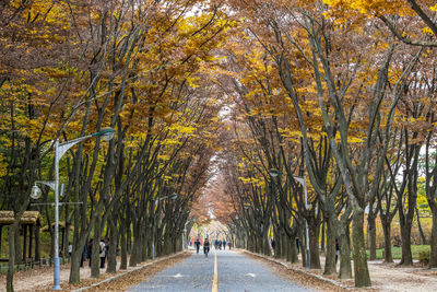 Road amidst trees in city during autumn