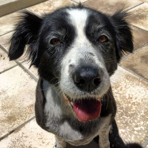 Close-up portrait of black dog