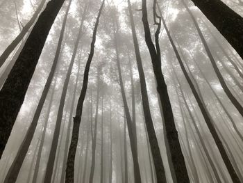 Low angle view of bamboo trees in forest