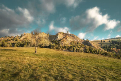 Scenic view of field against sky