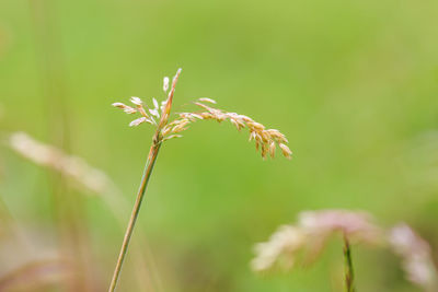 Close-up of flower against blurred background