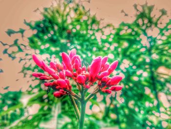 Close-up of pink flower