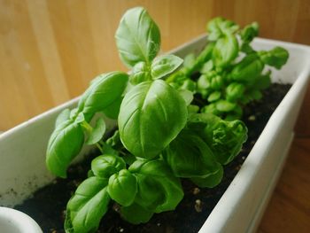 High angle view of vegetables in bowl