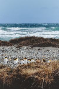 Penguins in punta arenas, patagonia chilena.
