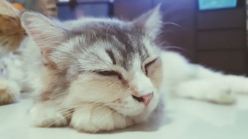 Close-up of cat sleeping