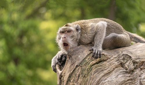 Close-up of monkey on tree trunk