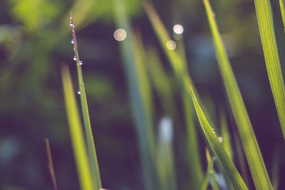 Close-up of wet grass