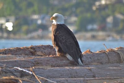 Bird perching on a shore