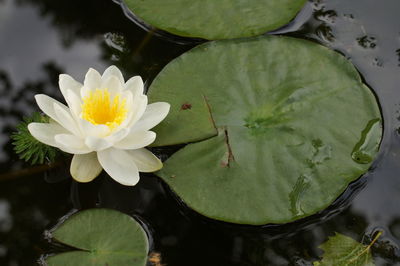 Close-up of lotus water lily