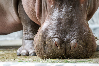 Close-up of hippopotamus on field