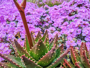 Close-up of plant