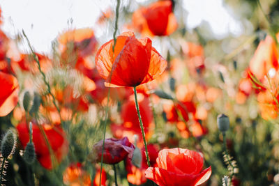 Close-up of red poppy flowers