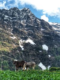 View of an animal on snowcapped mountain