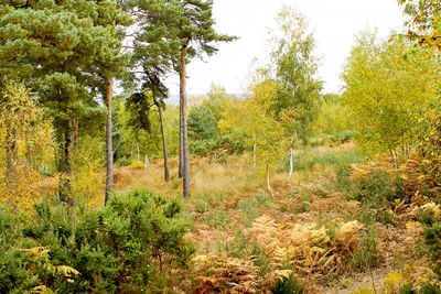 Scenic view of trees against sky