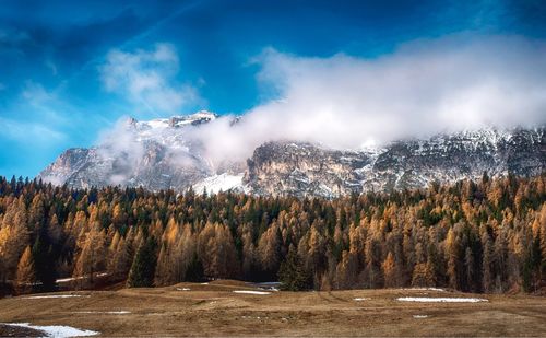 View of trees in forest against cloudy sky