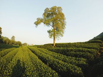 Scenic view of field against clear sky