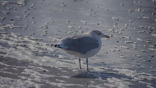 Seagull perching on shore