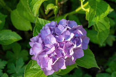 Close-up of purple flowering plant