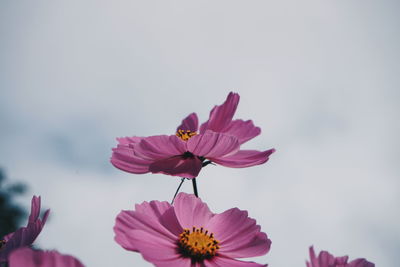 Close-up of pink cosmos flower against sky