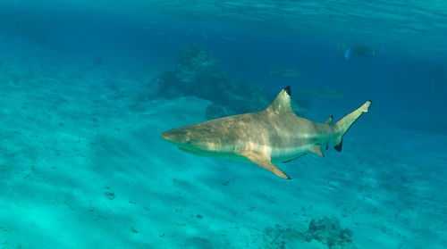 Shark swimming in sea