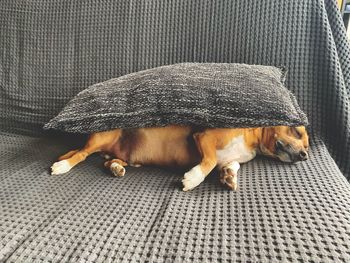 Dog sleeping on sofa