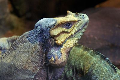 Close-up of lizard