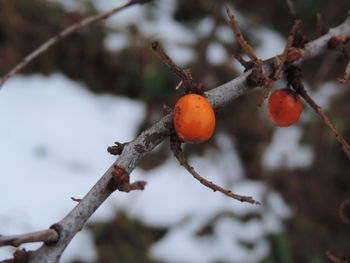 Close-up of berries on branch